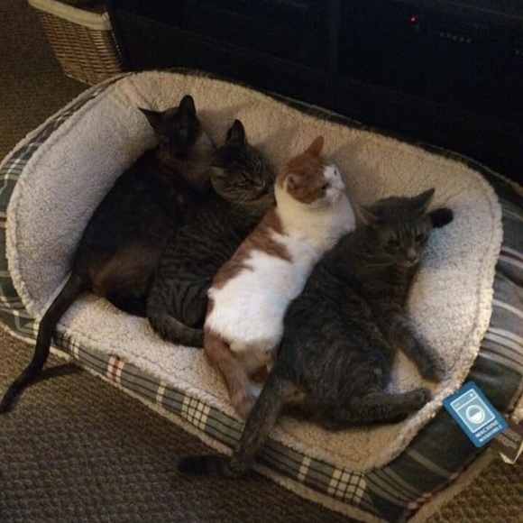 Hi, I’m Jamie, and these are our 5 fur-babies! - Picture 4 of 8